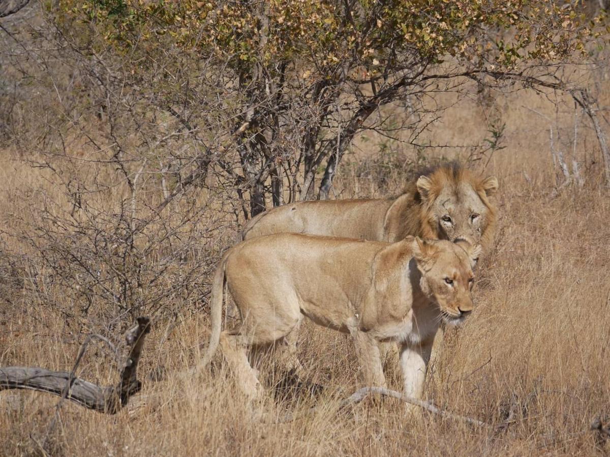 Mbizi Bush Lodge Grietjie Game Reserve Zewnętrze zdjęcie