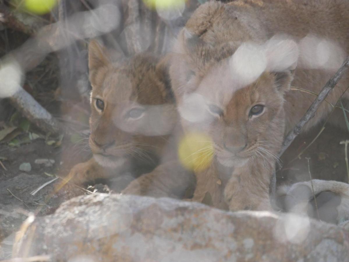 Mbizi Bush Lodge Grietjie Game Reserve Zewnętrze zdjęcie