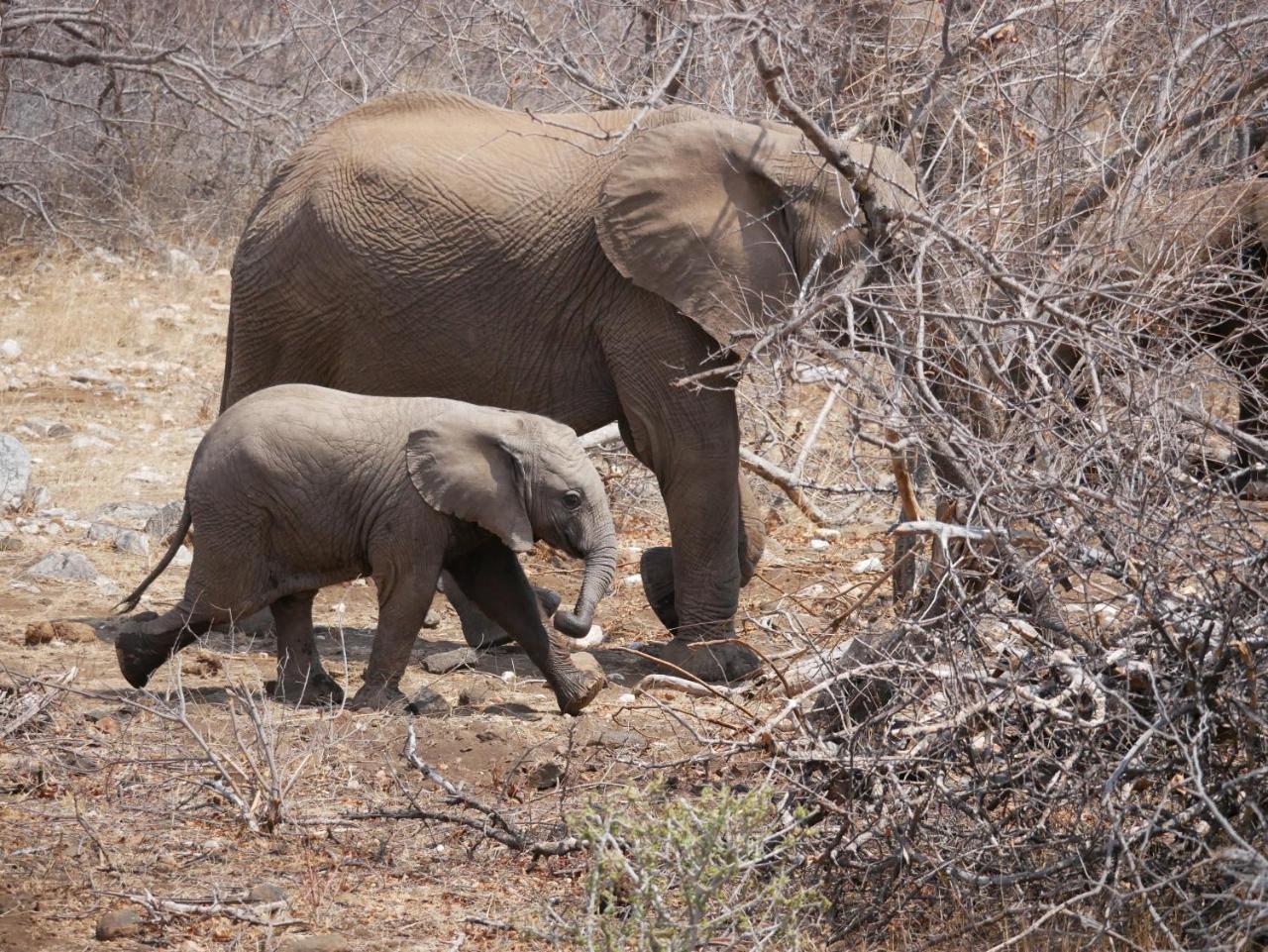 Mbizi Bush Lodge Grietjie Game Reserve Zewnętrze zdjęcie
