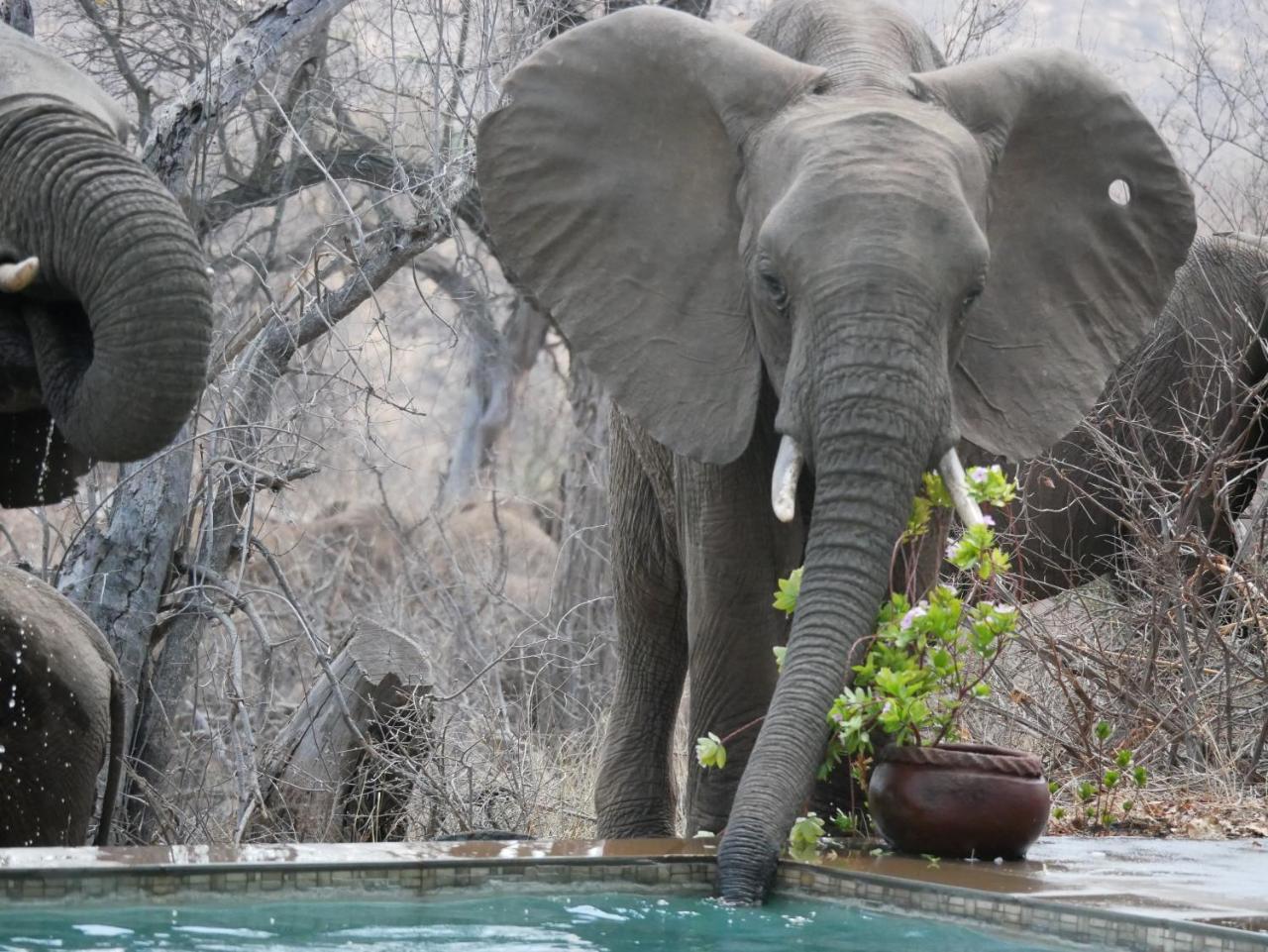 Mbizi Bush Lodge Grietjie Game Reserve Zewnętrze zdjęcie