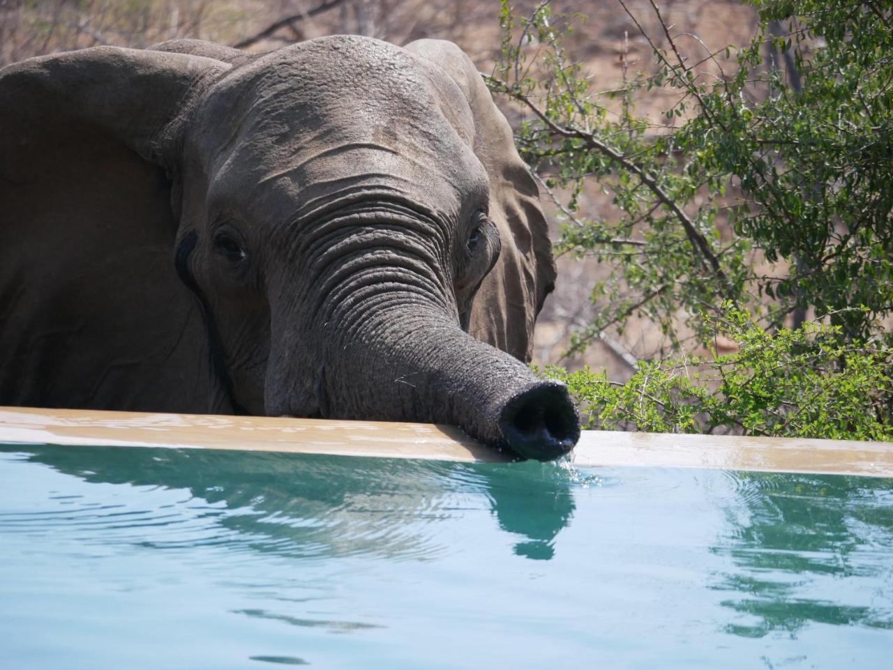 Mbizi Bush Lodge Grietjie Game Reserve Zewnętrze zdjęcie