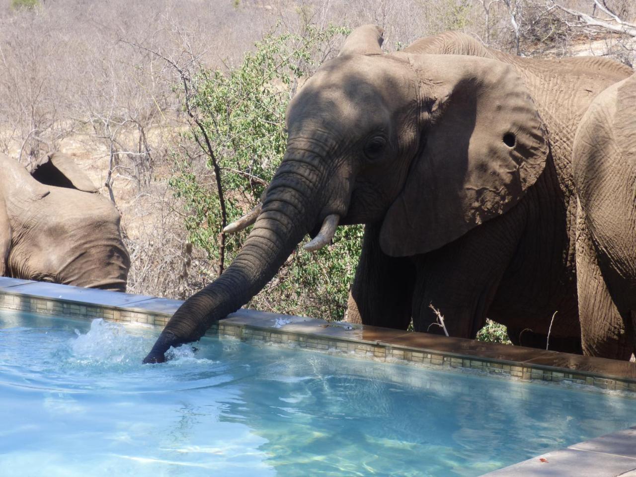 Mbizi Bush Lodge Grietjie Game Reserve Zewnętrze zdjęcie