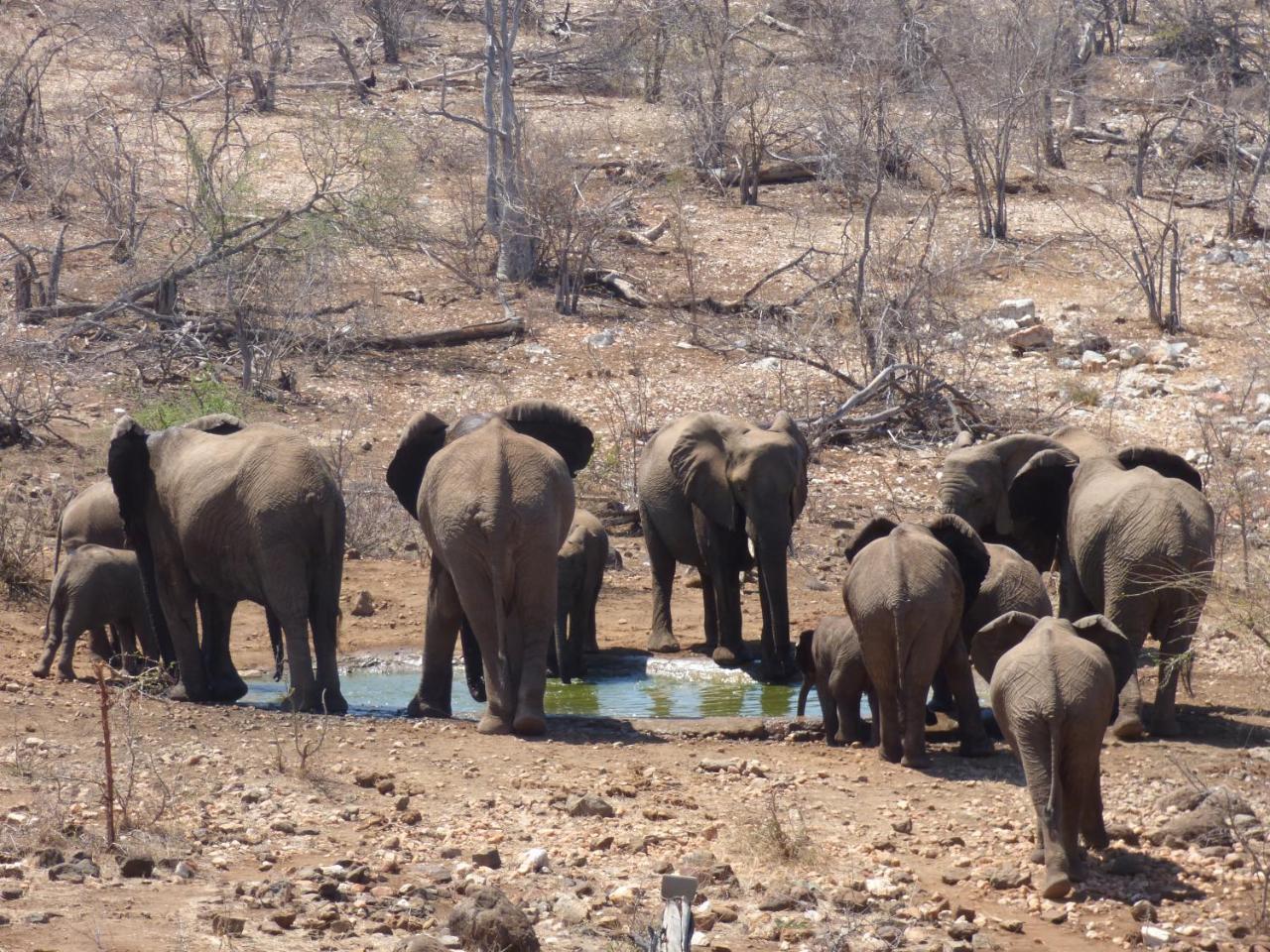 Mbizi Bush Lodge Grietjie Game Reserve Zewnętrze zdjęcie