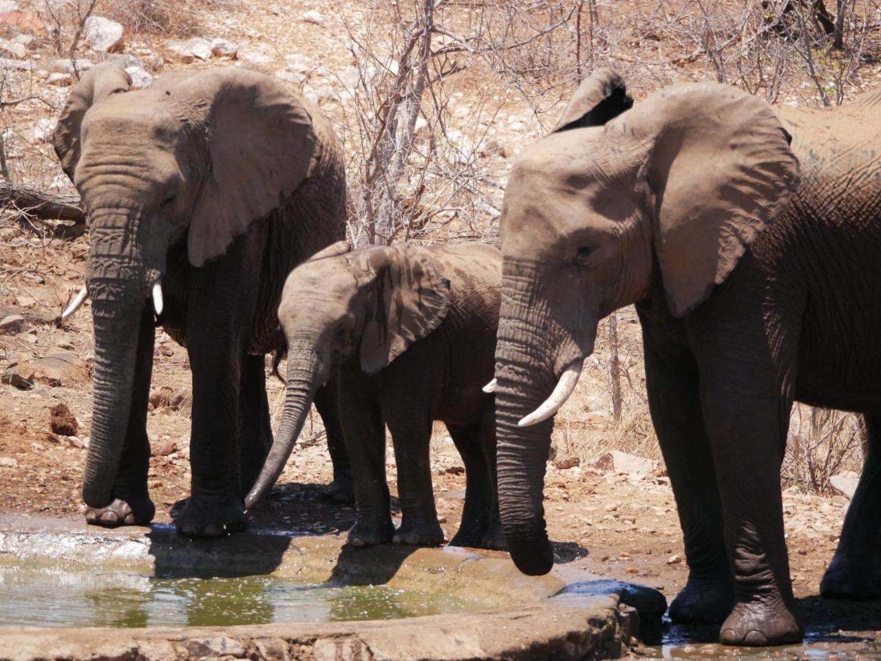 Mbizi Bush Lodge Grietjie Game Reserve Zewnętrze zdjęcie