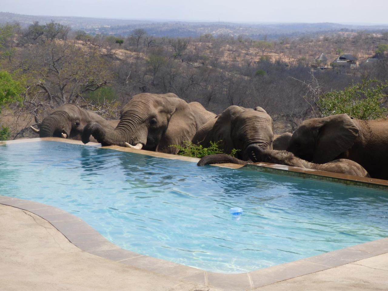 Mbizi Bush Lodge Grietjie Game Reserve Zewnętrze zdjęcie