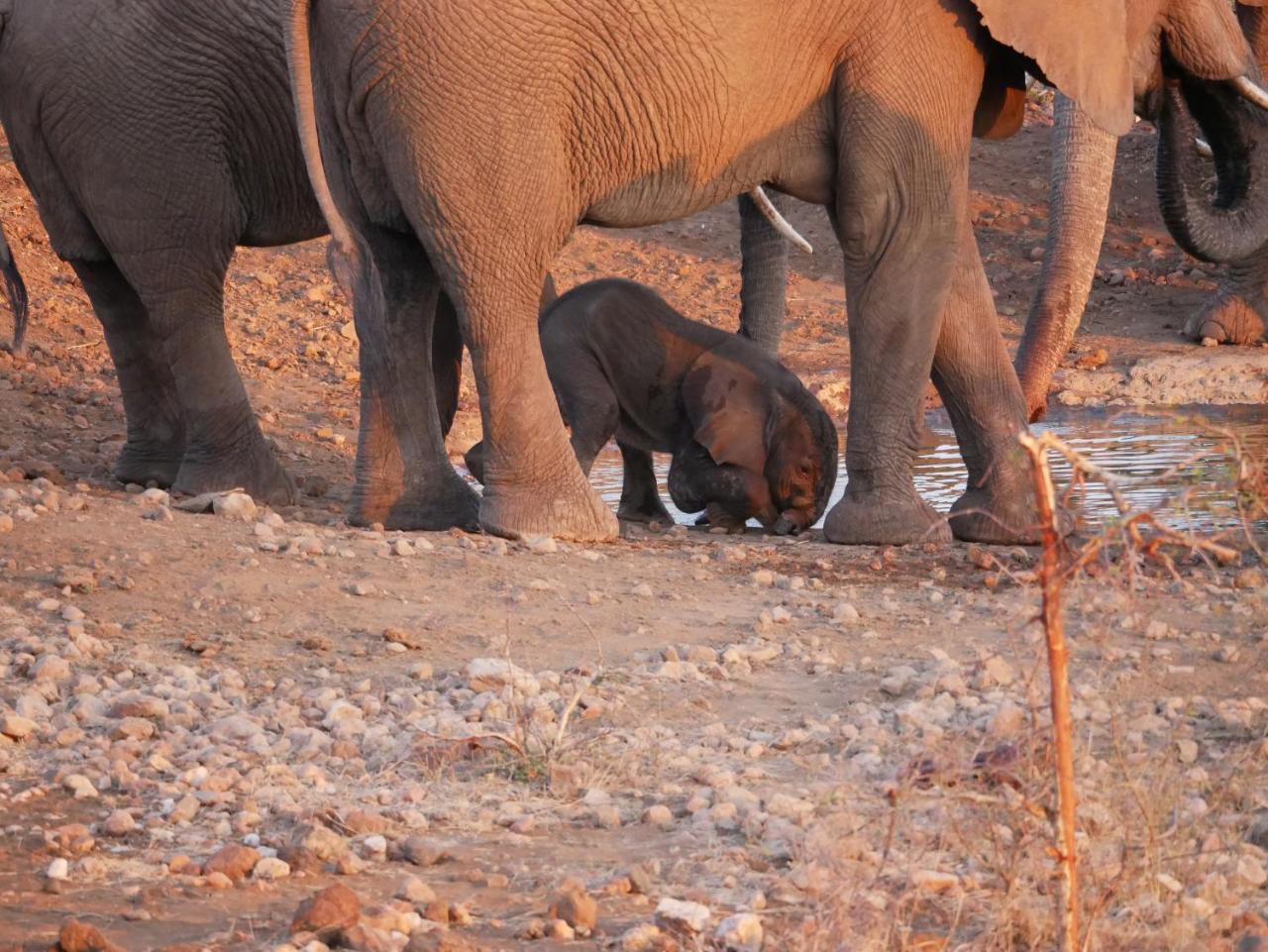 Mbizi Bush Lodge Grietjie Game Reserve Zewnętrze zdjęcie