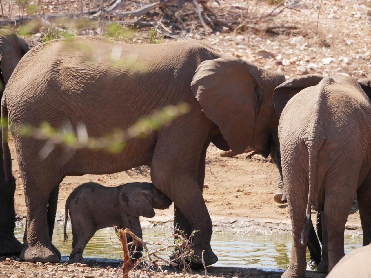 Mbizi Bush Lodge Grietjie Game Reserve Zewnętrze zdjęcie