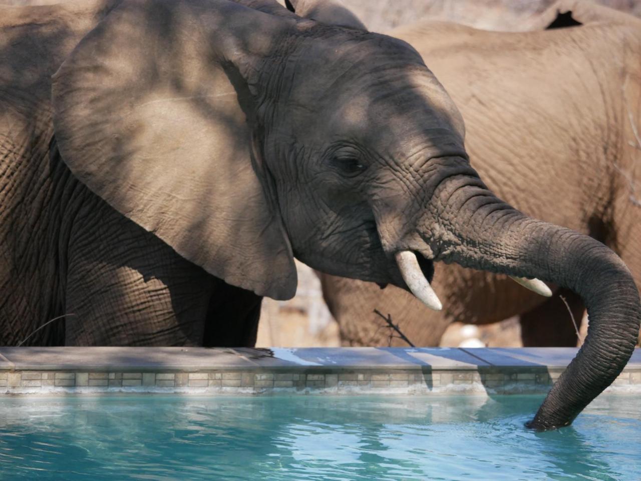 Mbizi Bush Lodge Grietjie Game Reserve Zewnętrze zdjęcie