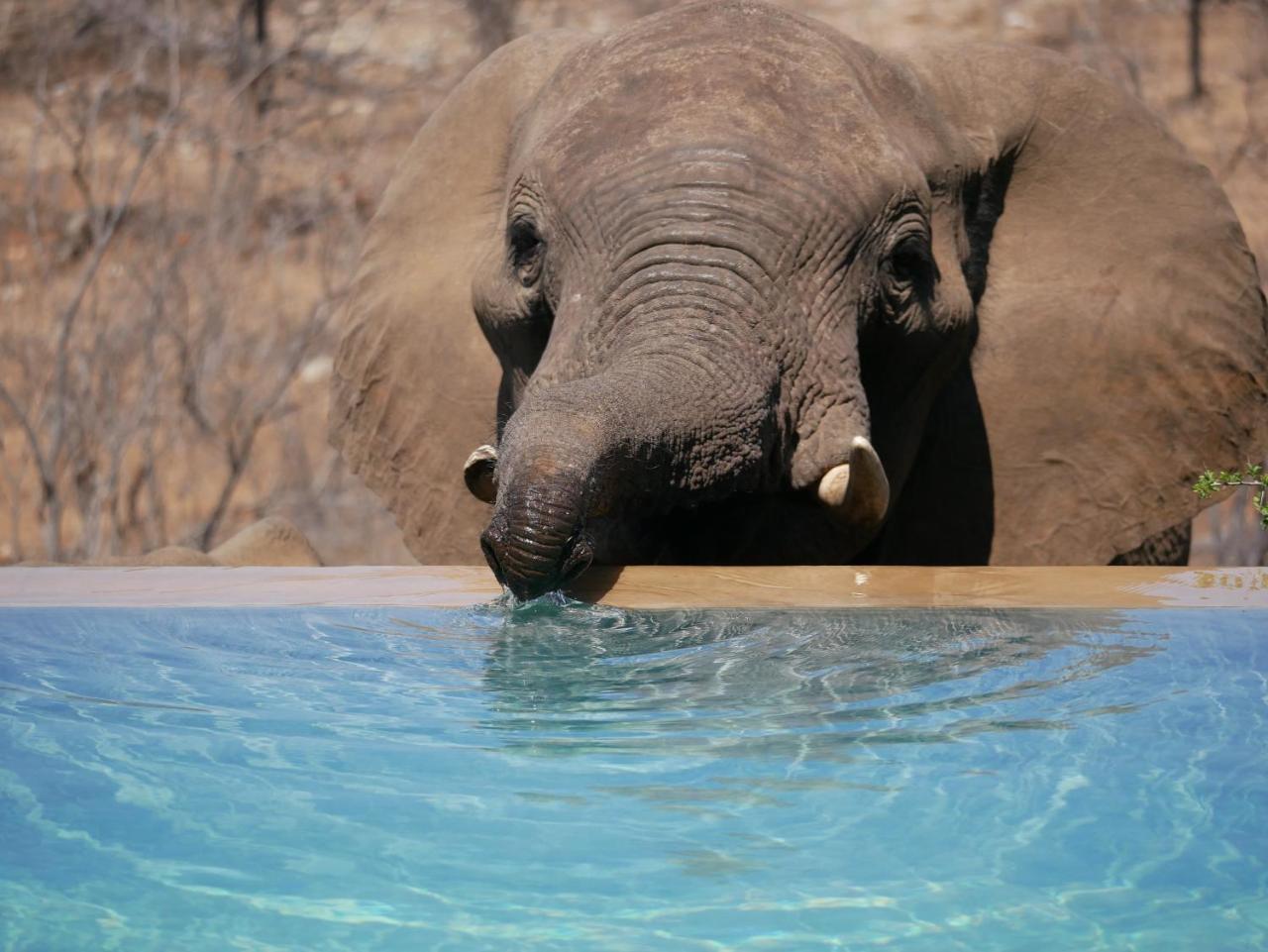 Mbizi Bush Lodge Grietjie Game Reserve Zewnętrze zdjęcie