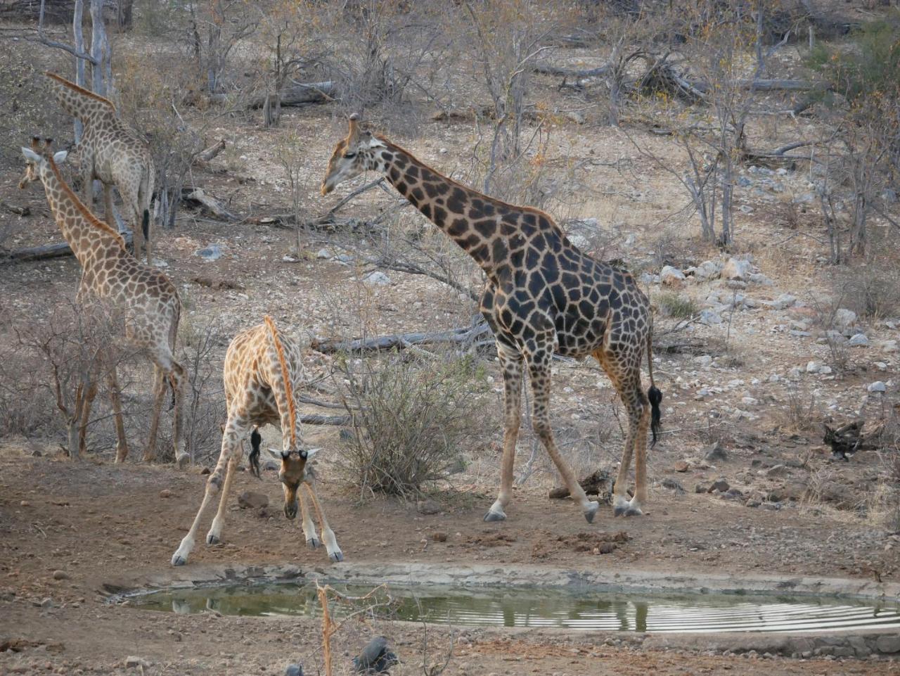 Mbizi Bush Lodge Grietjie Game Reserve Zewnętrze zdjęcie