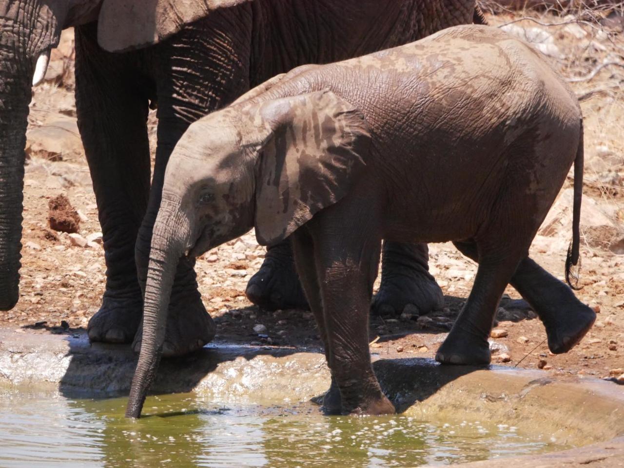 Mbizi Bush Lodge Grietjie Game Reserve Zewnętrze zdjęcie