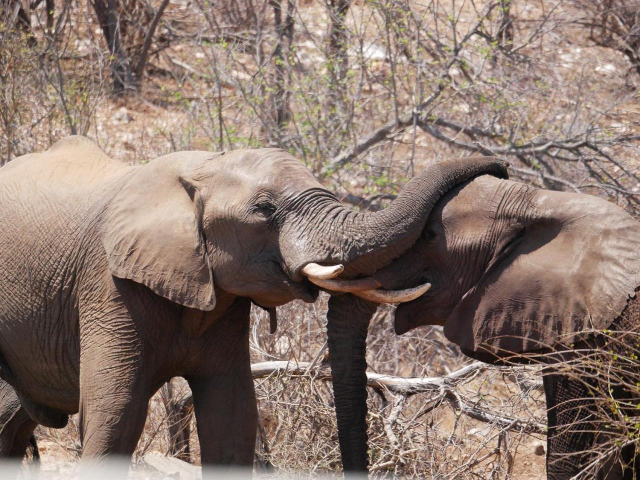 Mbizi Bush Lodge Grietjie Game Reserve Zewnętrze zdjęcie