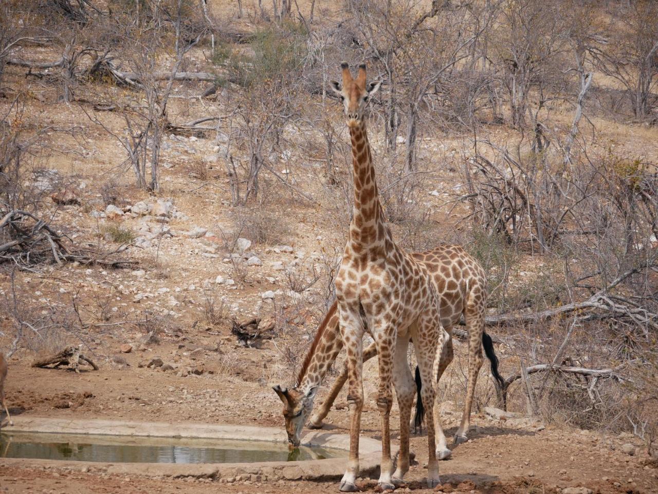 Mbizi Bush Lodge Grietjie Game Reserve Zewnętrze zdjęcie