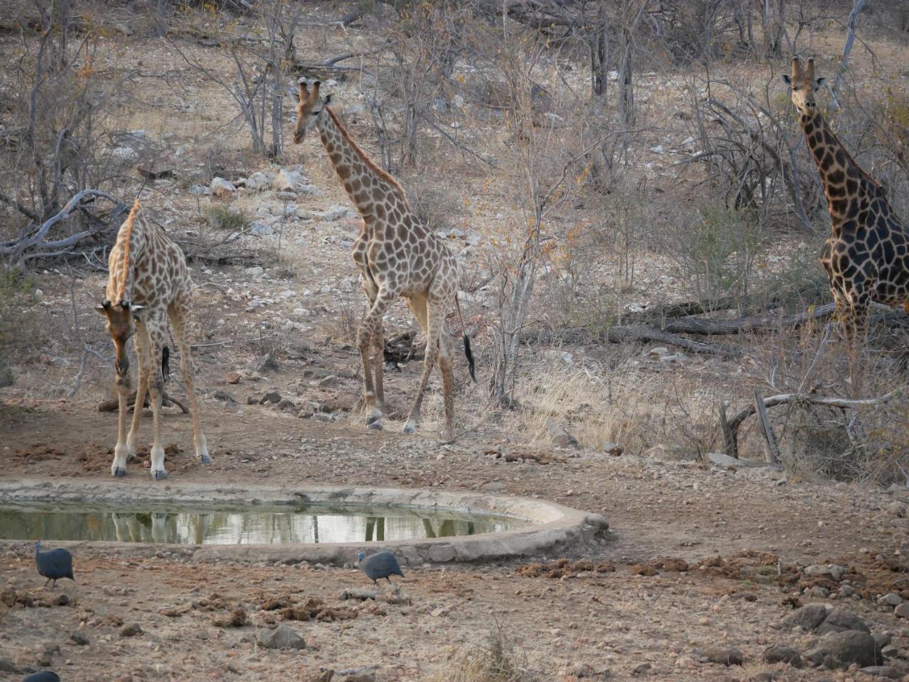 Mbizi Bush Lodge Grietjie Game Reserve Zewnętrze zdjęcie