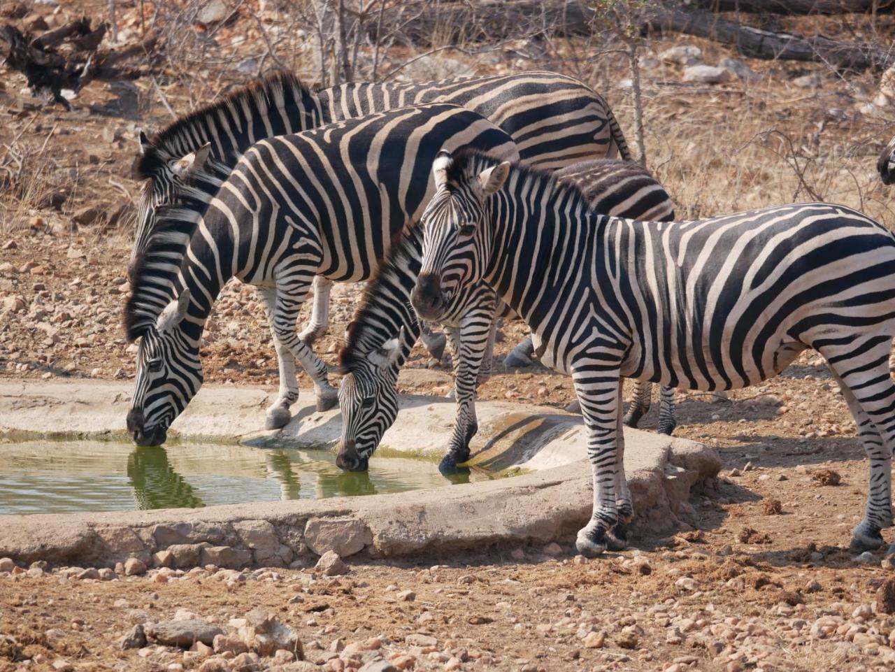 Mbizi Bush Lodge Grietjie Game Reserve Zewnętrze zdjęcie