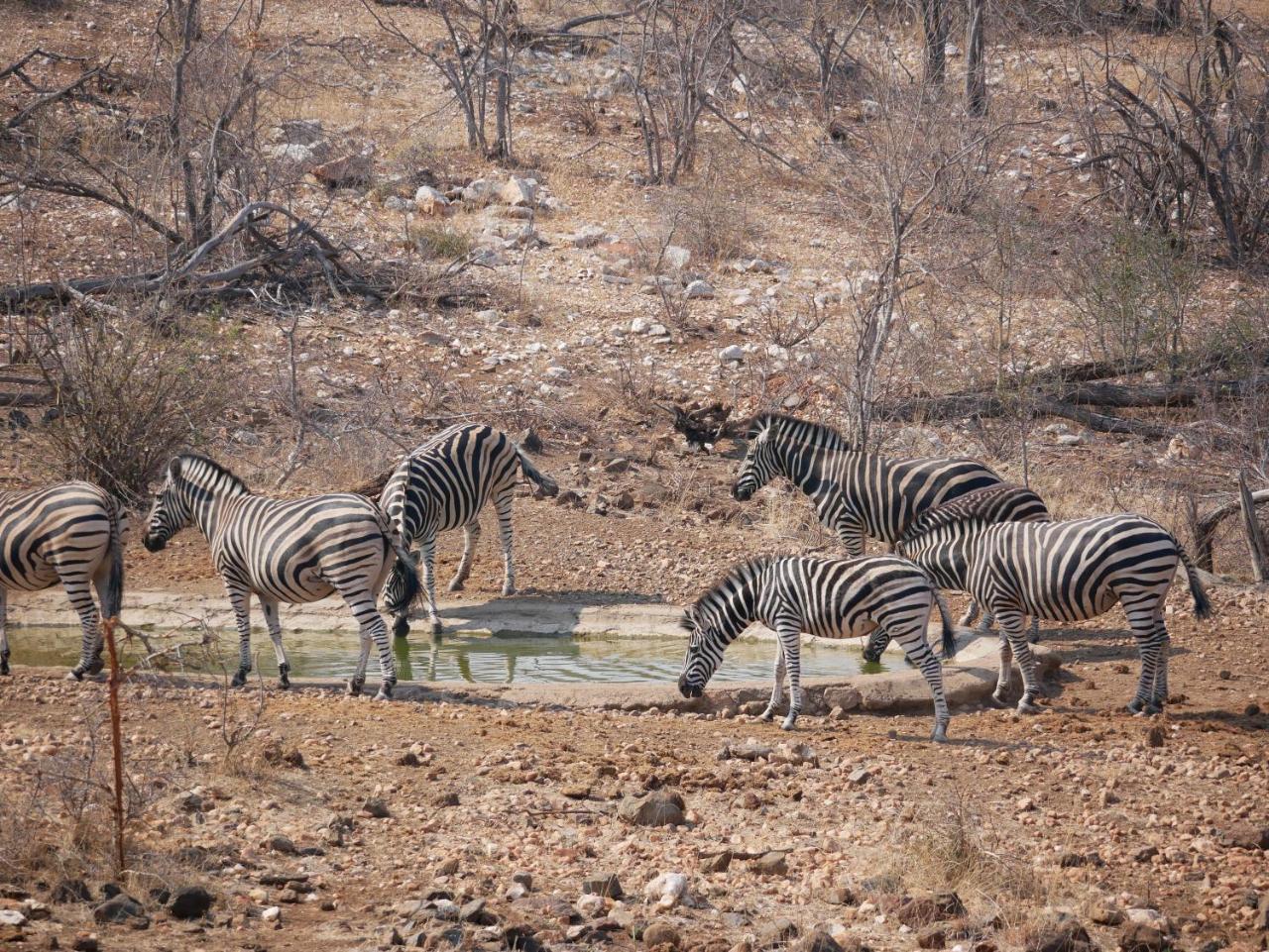 Mbizi Bush Lodge Grietjie Game Reserve Zewnętrze zdjęcie
