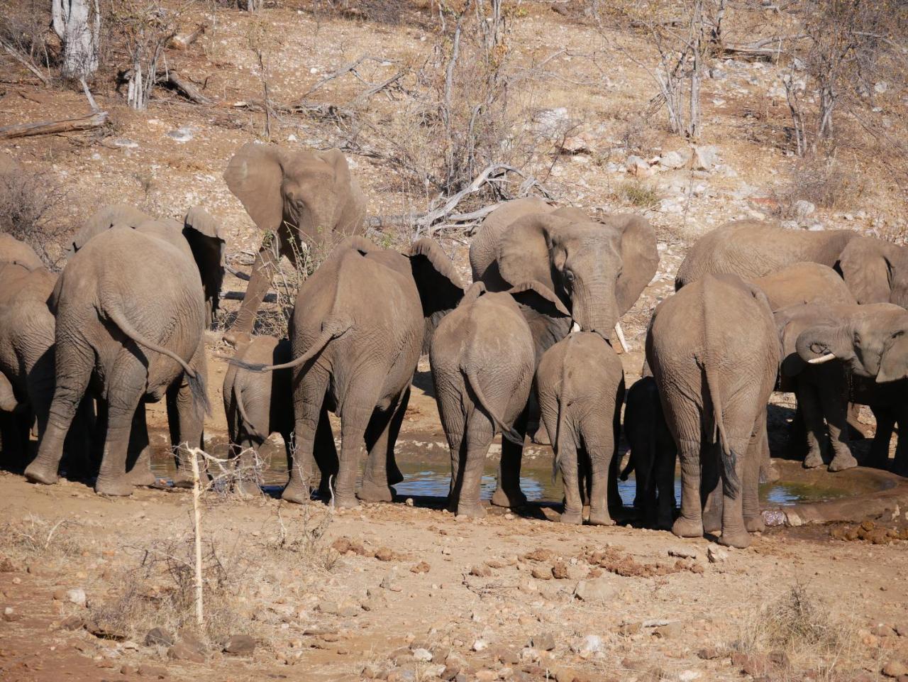 Mbizi Bush Lodge Grietjie Game Reserve Zewnętrze zdjęcie