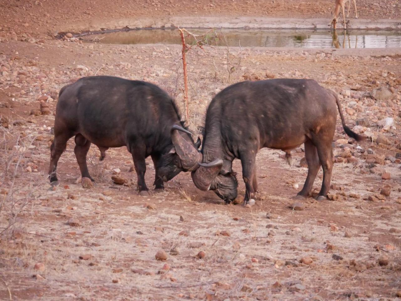 Mbizi Bush Lodge Grietjie Game Reserve Zewnętrze zdjęcie